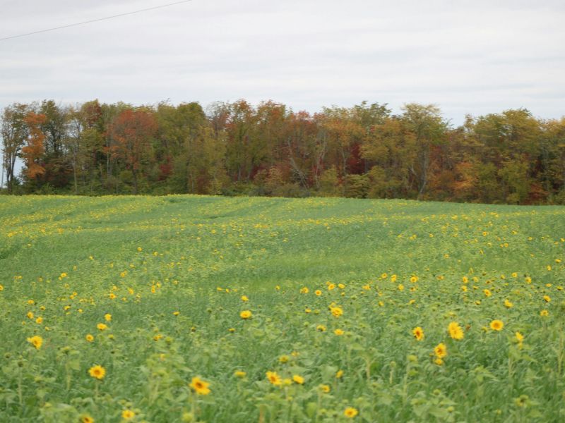 Ohio sunflower field