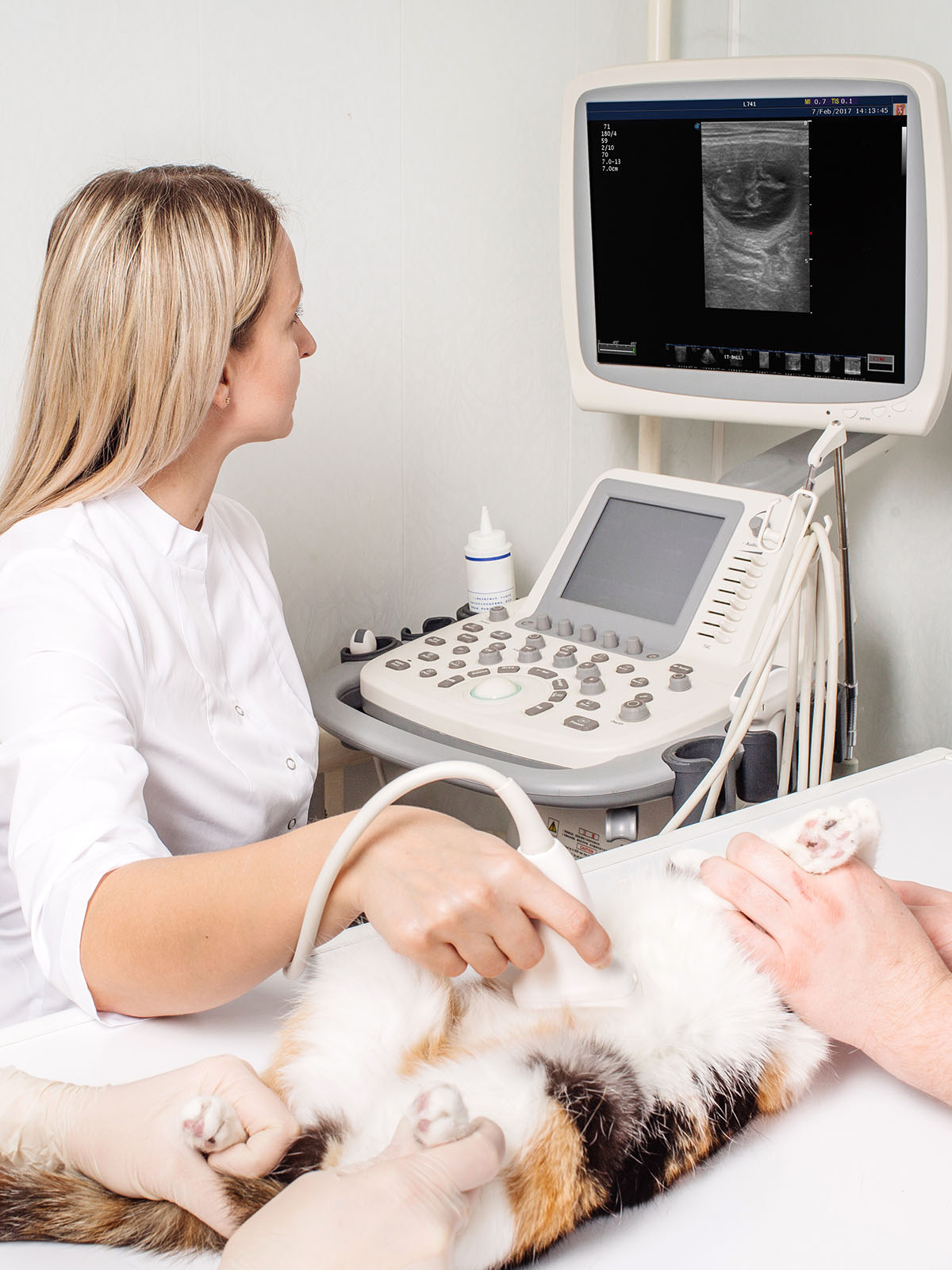 a vet performs an ultrasound on a cat