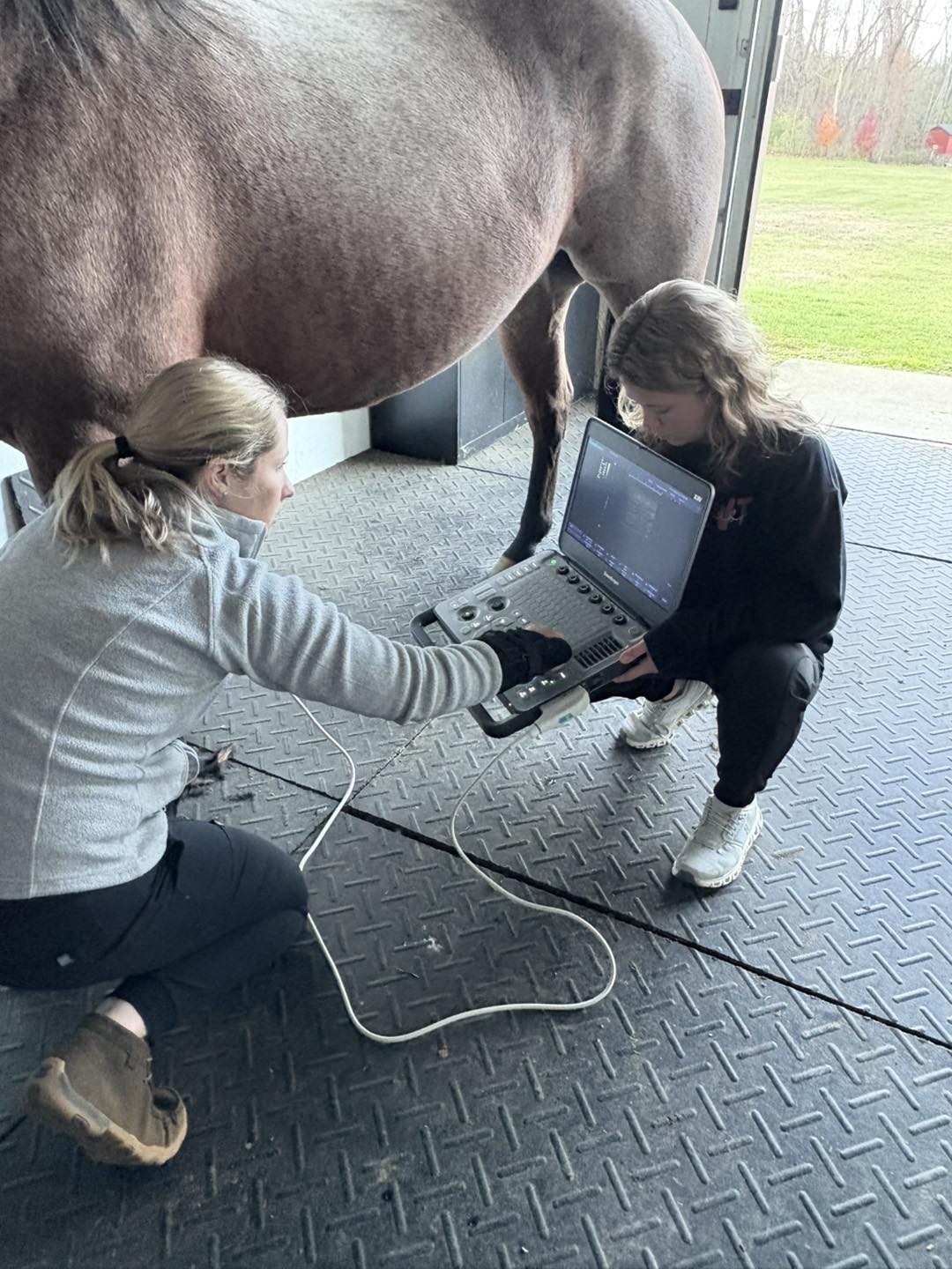 Large Animal Ultrasounds